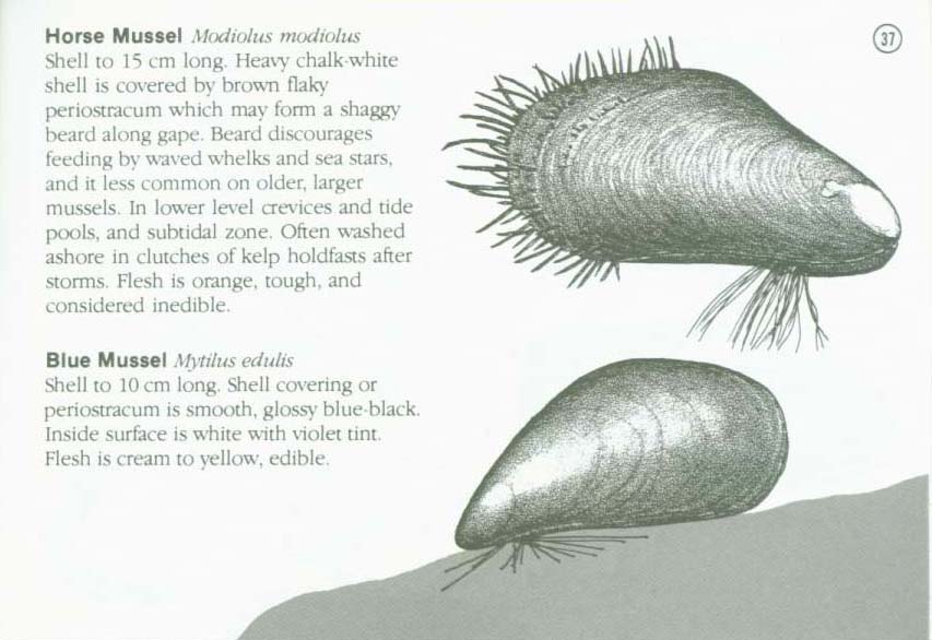 LIFE ON INTERTIDAL ROCKS: a guide to marine life of the rocky North Atlantic coast. nasg5406k